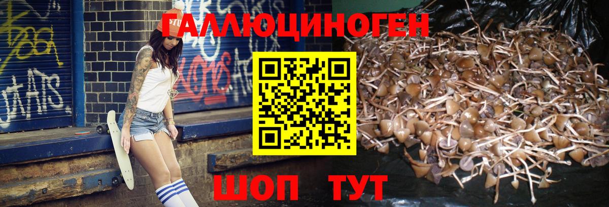 купить наркоту  Галлюциногенные грибы Psilocybine cubensis  Вход с VPN  Иваново 